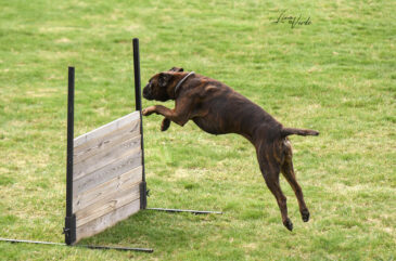 Boxer-hopp Boxer-hopp