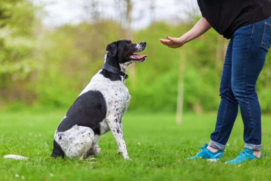 dog-training dog-training