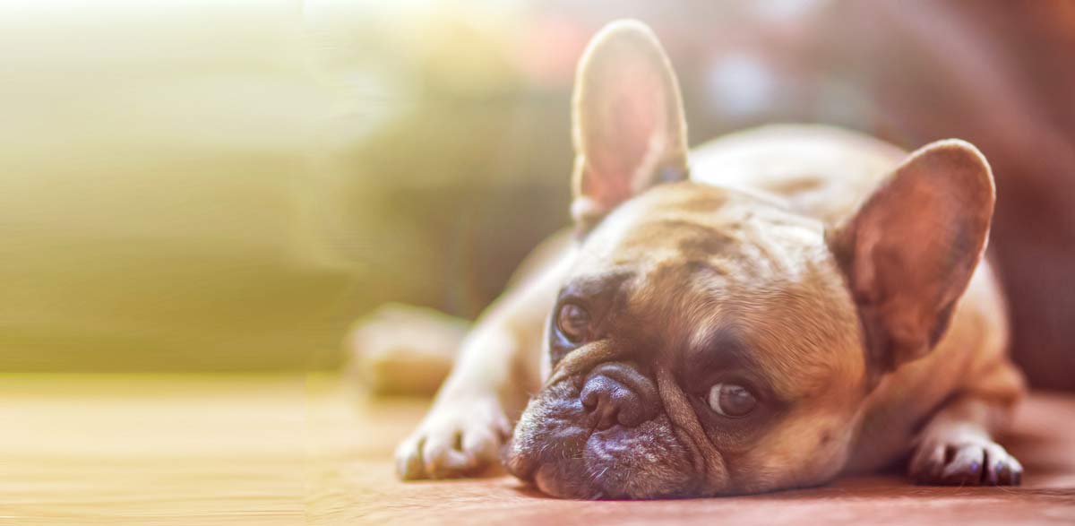hund-vila hund-vila